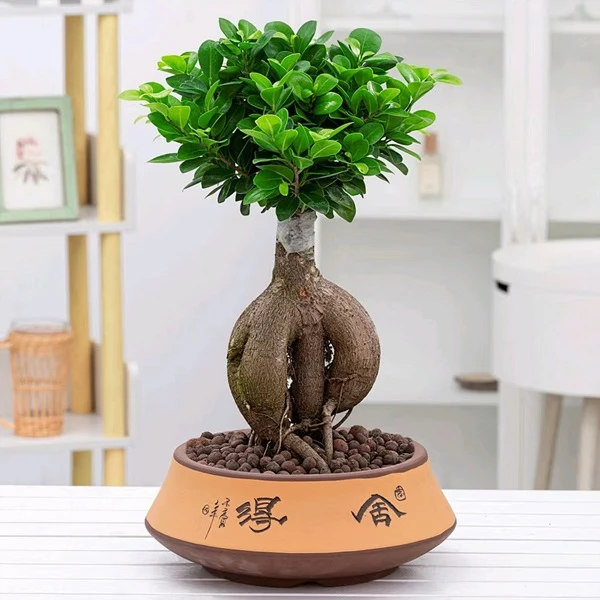 适合新手养的小绿植小叶榕树盆栽高颜值办公桌小盆栽造型小榕树苗