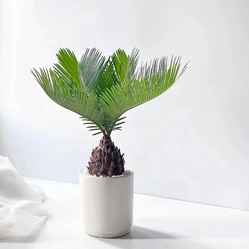 基地直发苏铁盆栽铁树盆景室内庭院高档好养绿植物耐热耐寒吸甲醛