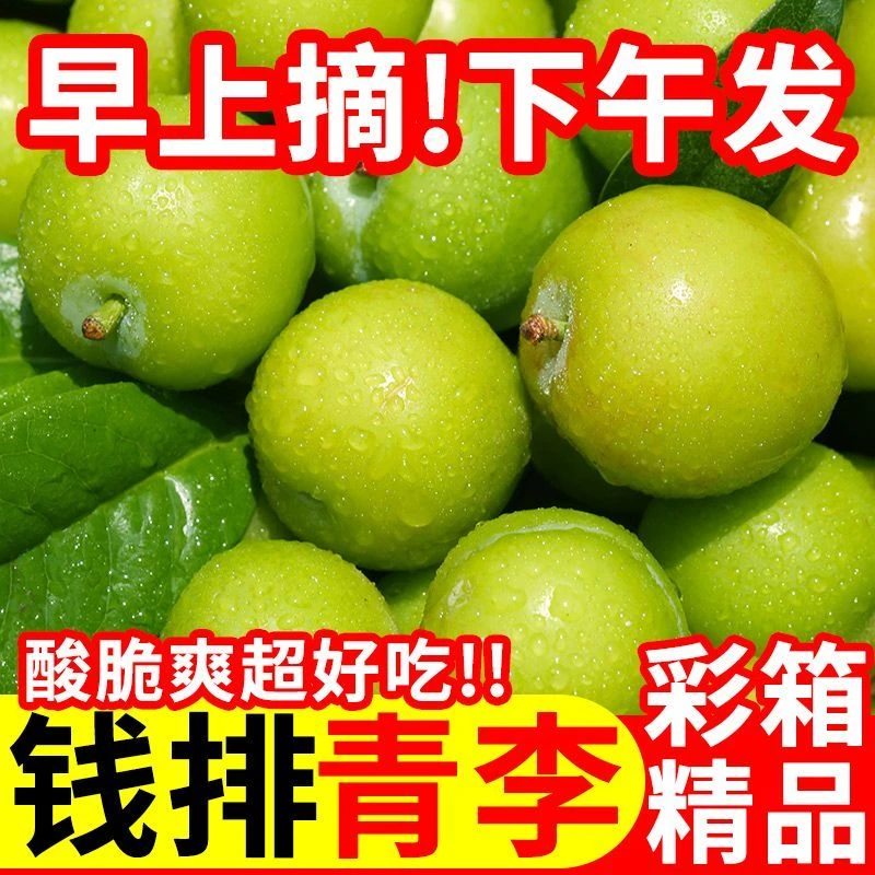 【现摘现发】酸脆三月李子新鲜当季水果青李一整箱包邮1/3斤现摘