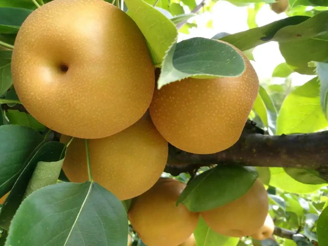 【新鲜水果】湖南湘西高山水果蔬菜