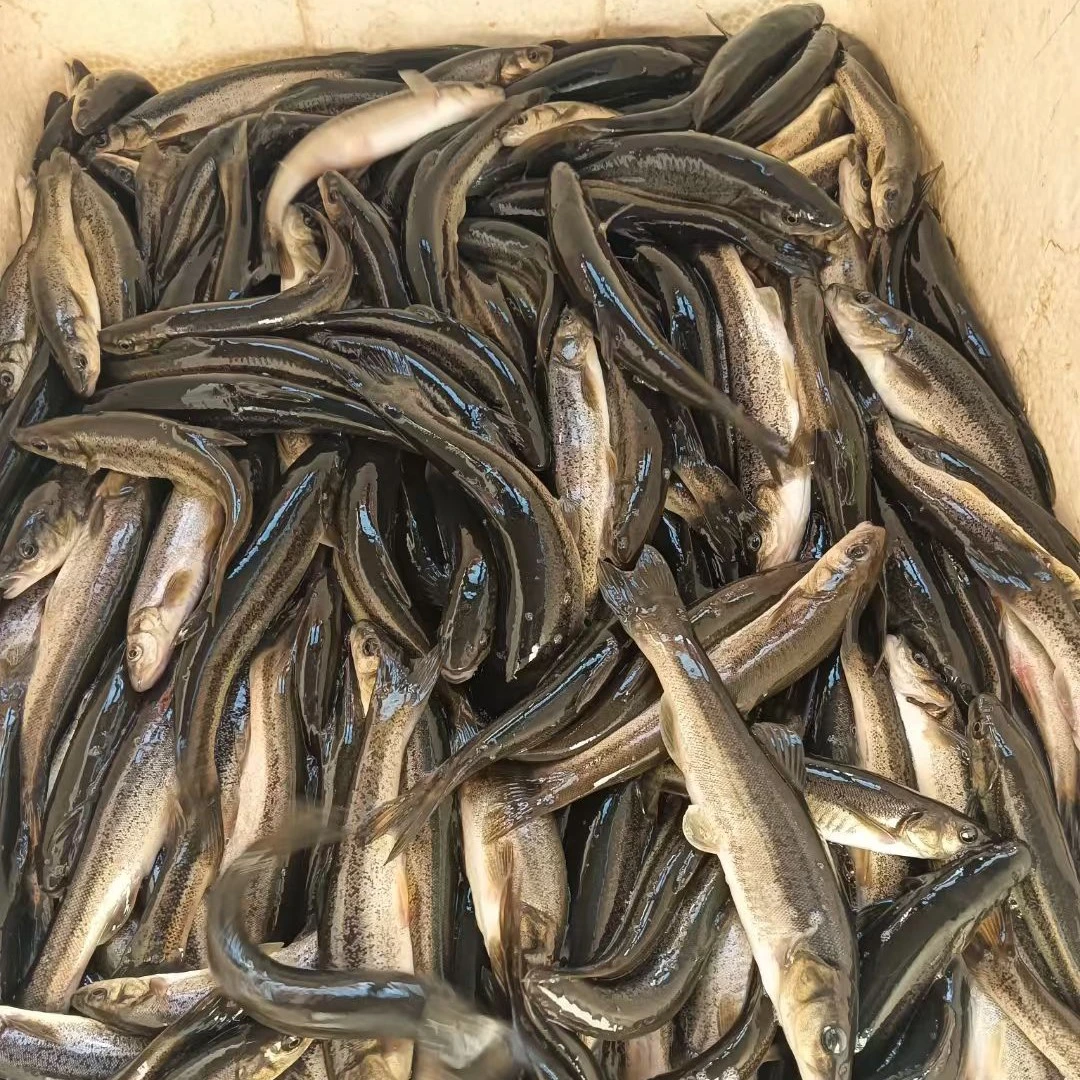 [顺丰快递]东北冷水河鱼柳根鱼 送大酱（多种规格可选）