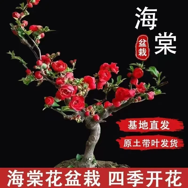 海棠花盆栽四季开花老桩花卉植物室内花绿植真花长寿冠