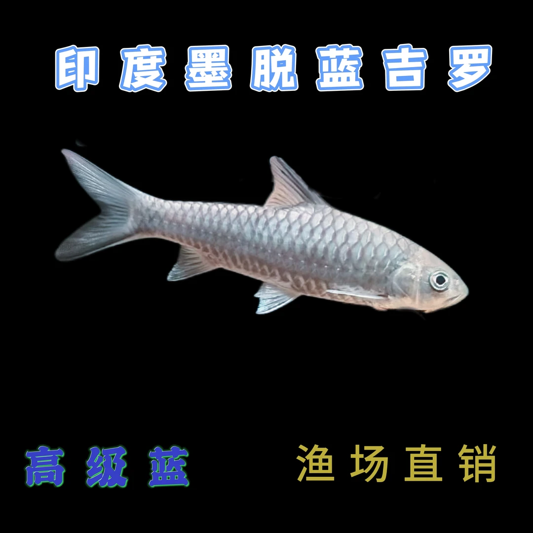 【墨脱吉罗】印度墨脱蓝吉罗原生观赏鱼