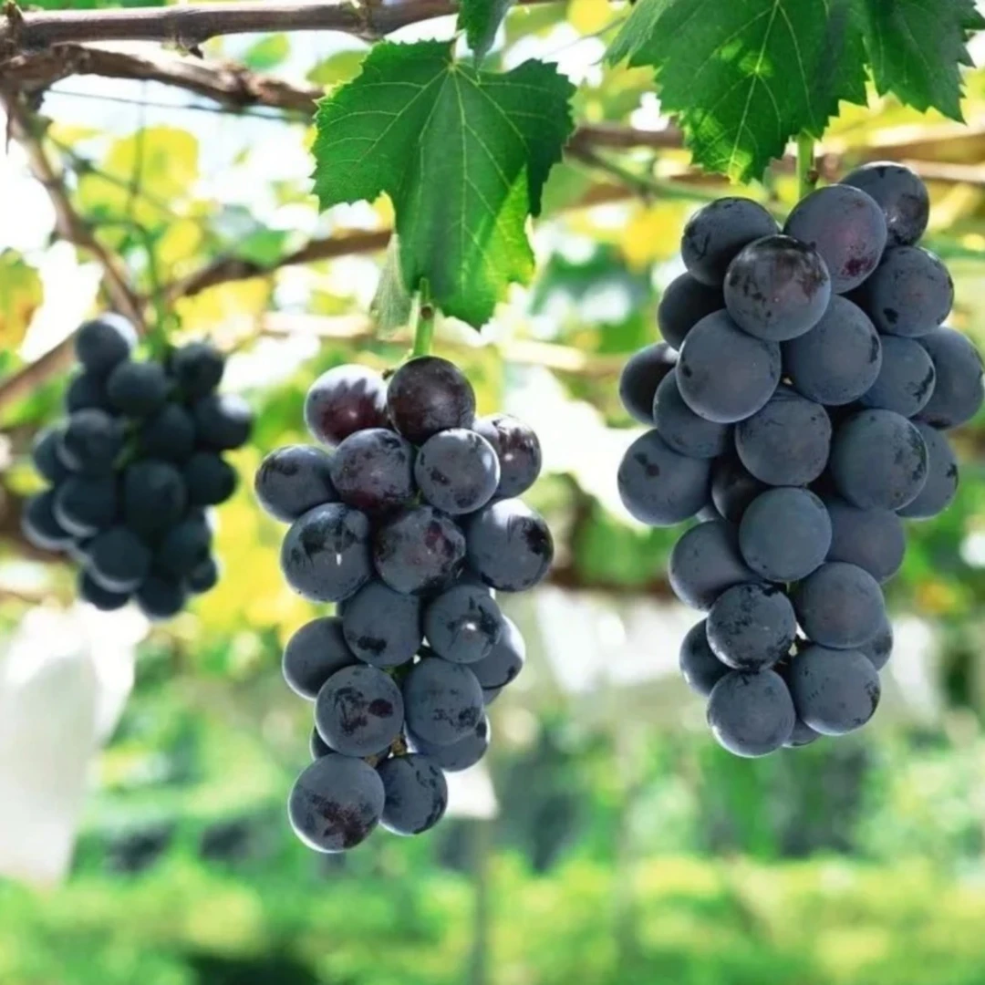 阳台花卉盆栽地栽庭院植物南北方种植