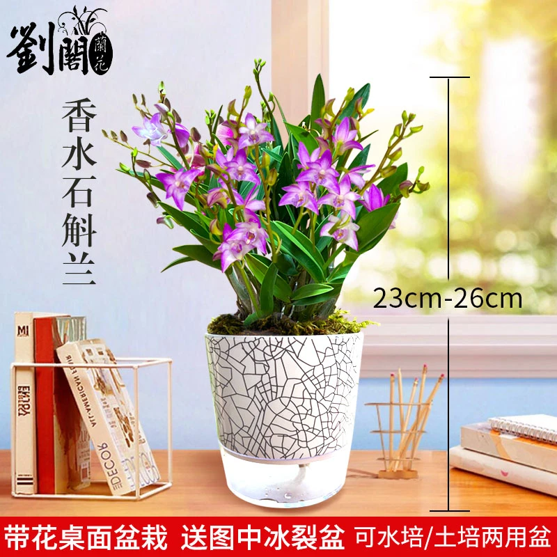 现带多花香水石斛兰送盆刘阁兰花苗好养易活室内外花卉绿植盆栽
