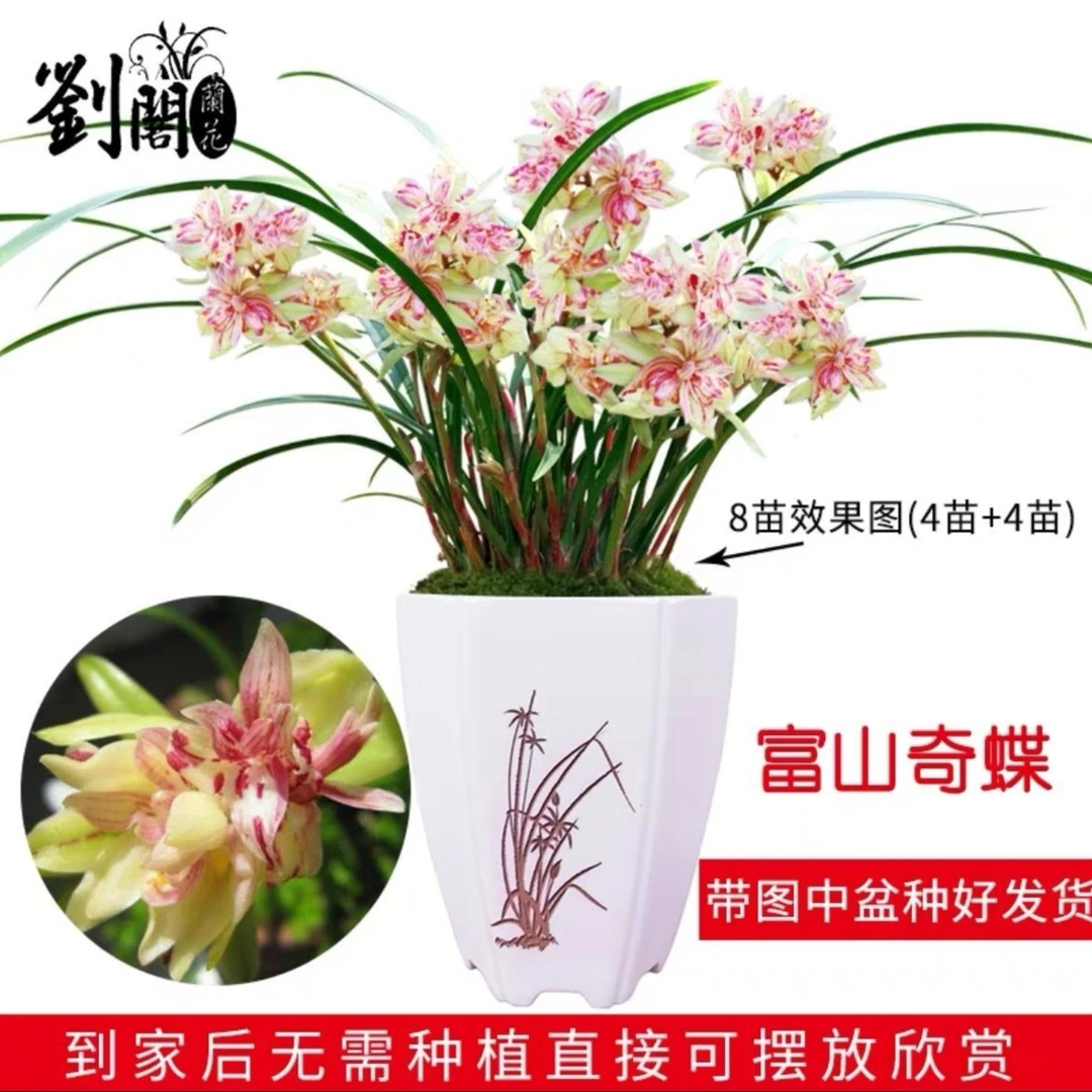 富山奇蝶 夏带浓香花苞 建兰花苗四季兰室内花卉盆栽兰草精品客厅