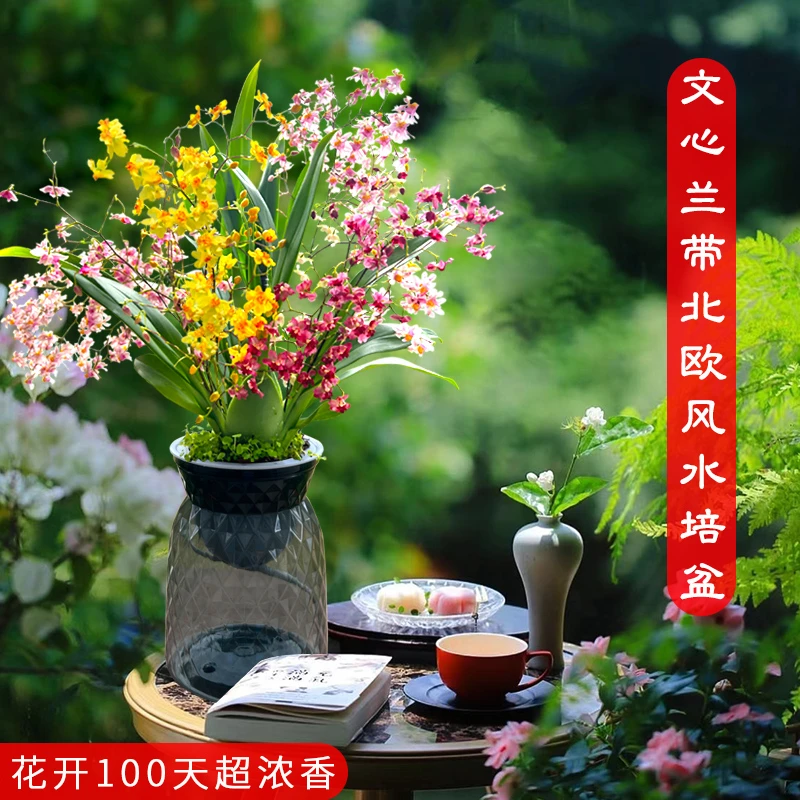 现带多花 5色香水文心兰梦香水培植物室内外花卉绿植小盆栽