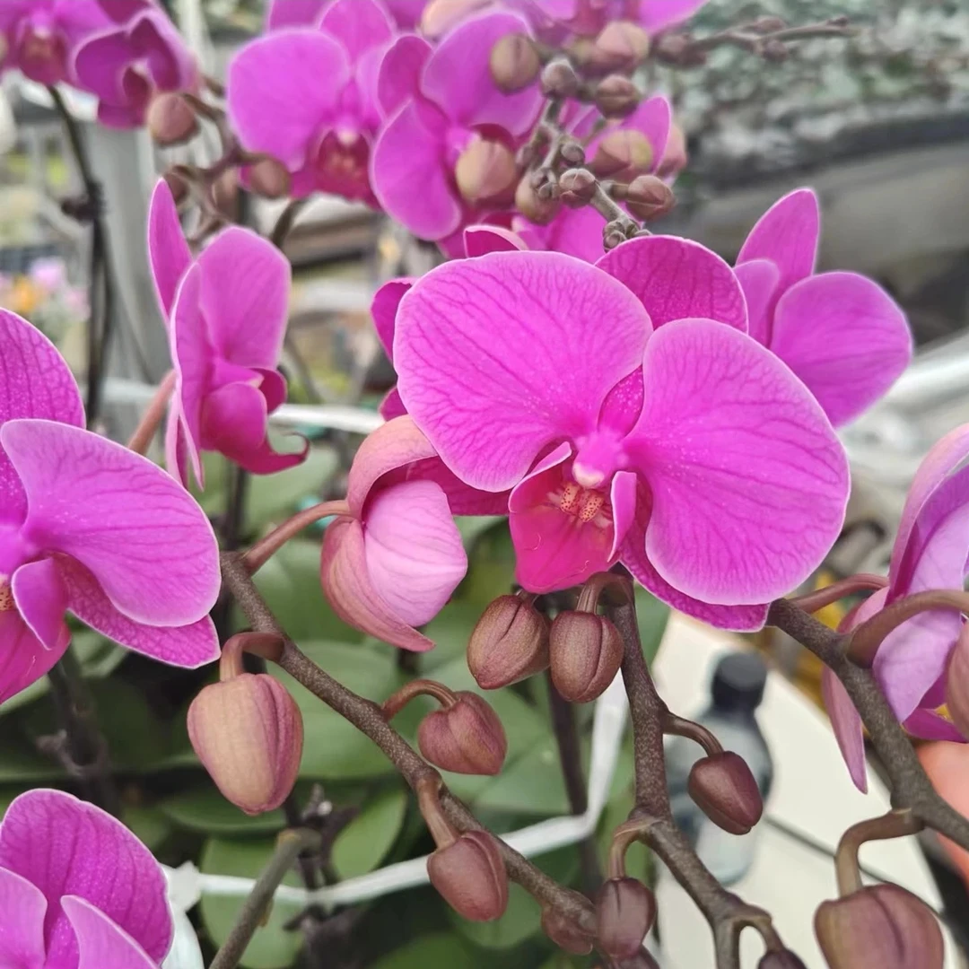 蝴蝶兰---【福星】   3.0杯 带花苞带花发货