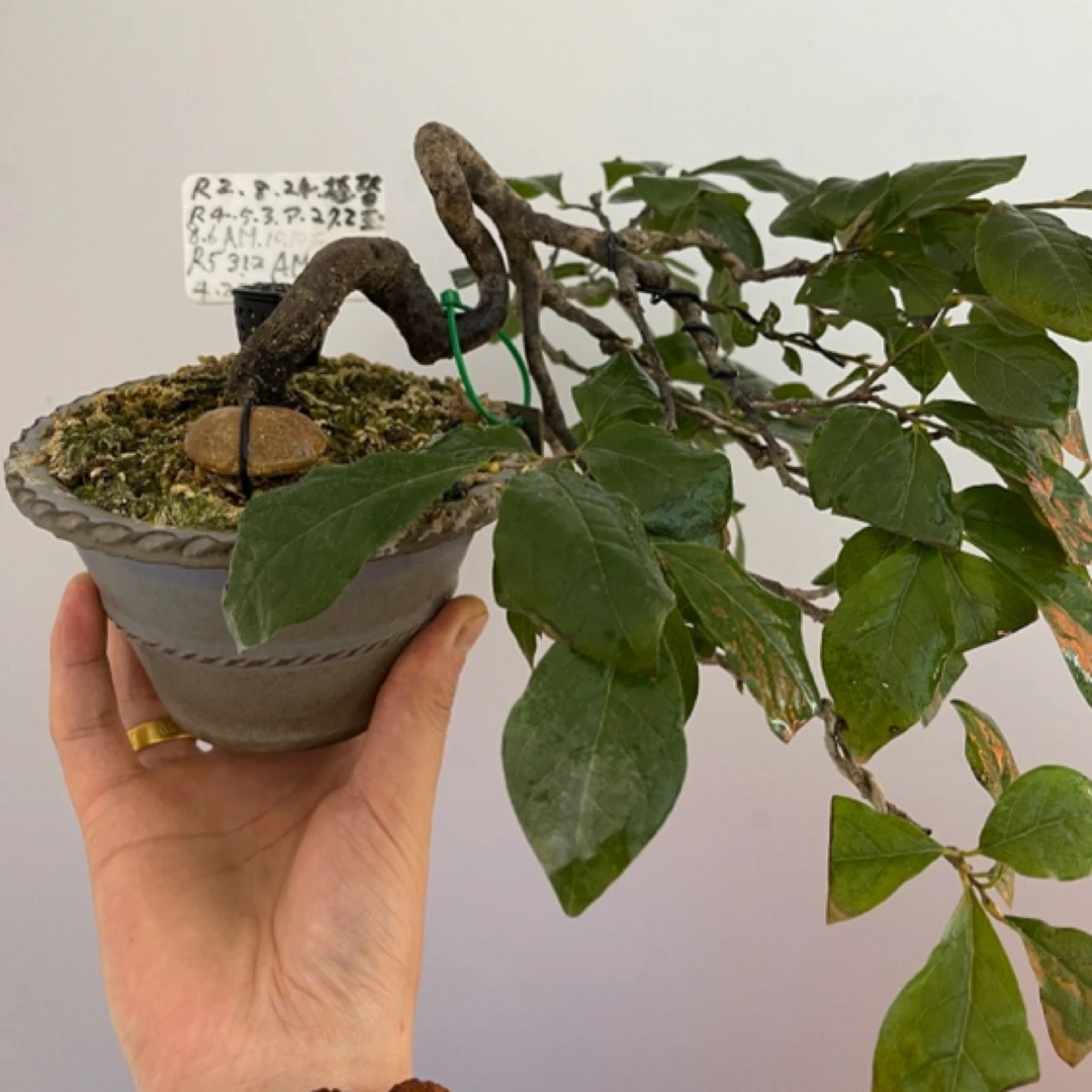 老鸦柿精品盆栽一物一拍付费链接¥1100（不包邮）