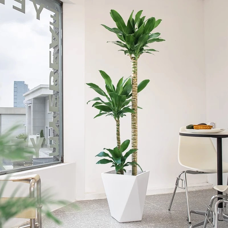 荷花铁美人客厅绿植荷兰铁盆栽龙血树室内大型植物好养活四季禄植