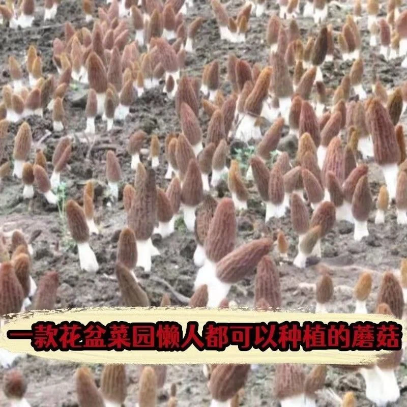 羊肚菌菌包菌种食用菌花盆庭院四季菌种家种庭院人工种植技术
