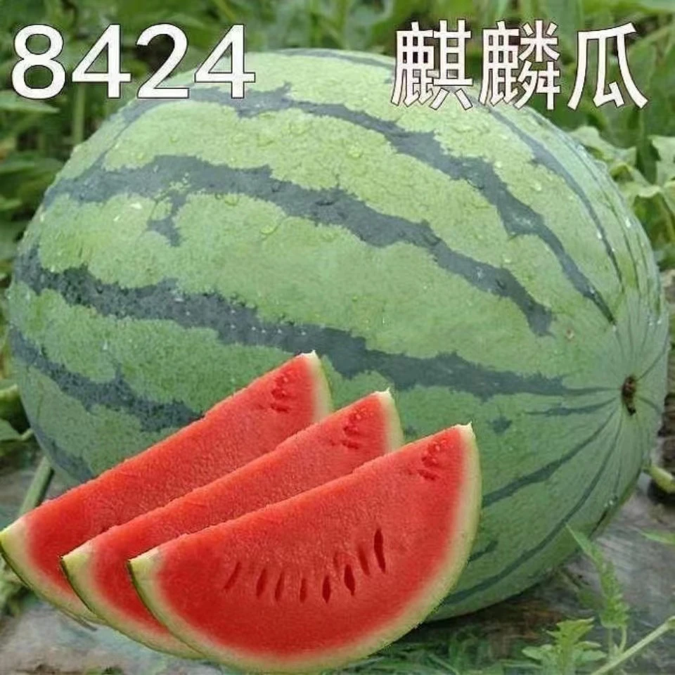 精品西瓜苗8424美都2K红玉手撕皮根系懒汉带土基地直发精选种植