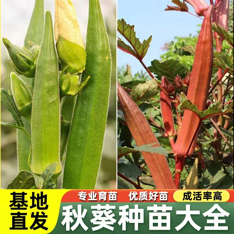 黄秋葵种苗种籽苗高产水果四季盆栽红蔬菜孑菜种带土秧菜籽大全