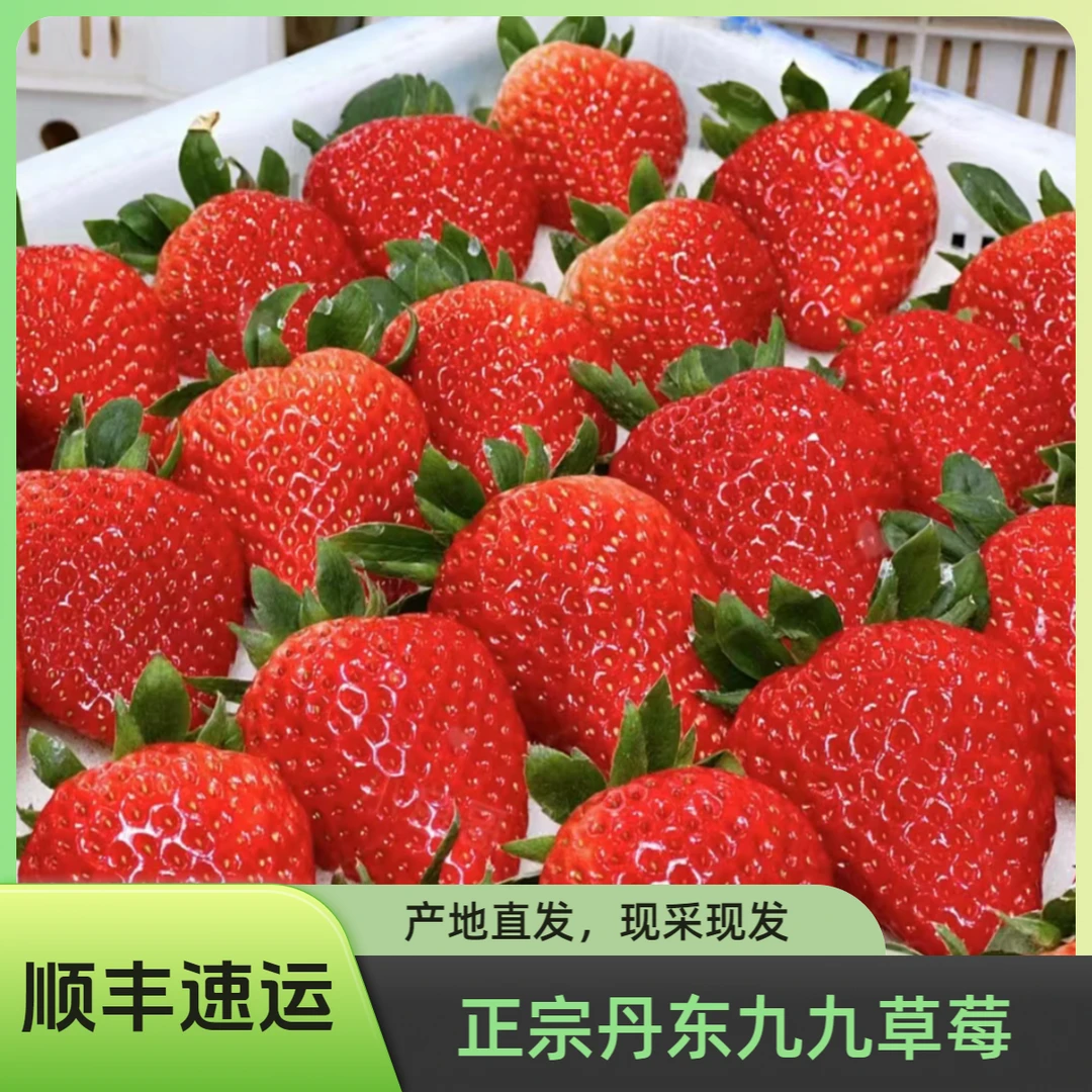 正宗丹东99红颜草莓东港椅圈镇核心产区新鲜香甜