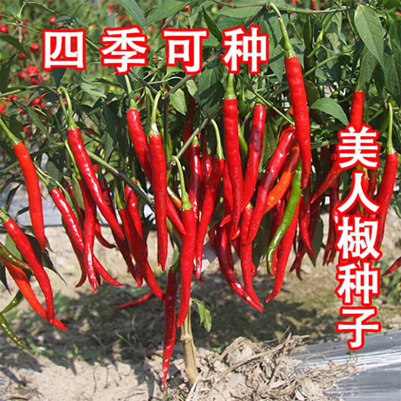 美人椒辣椒种子四季阳台可种小院蔬菜夏季春季