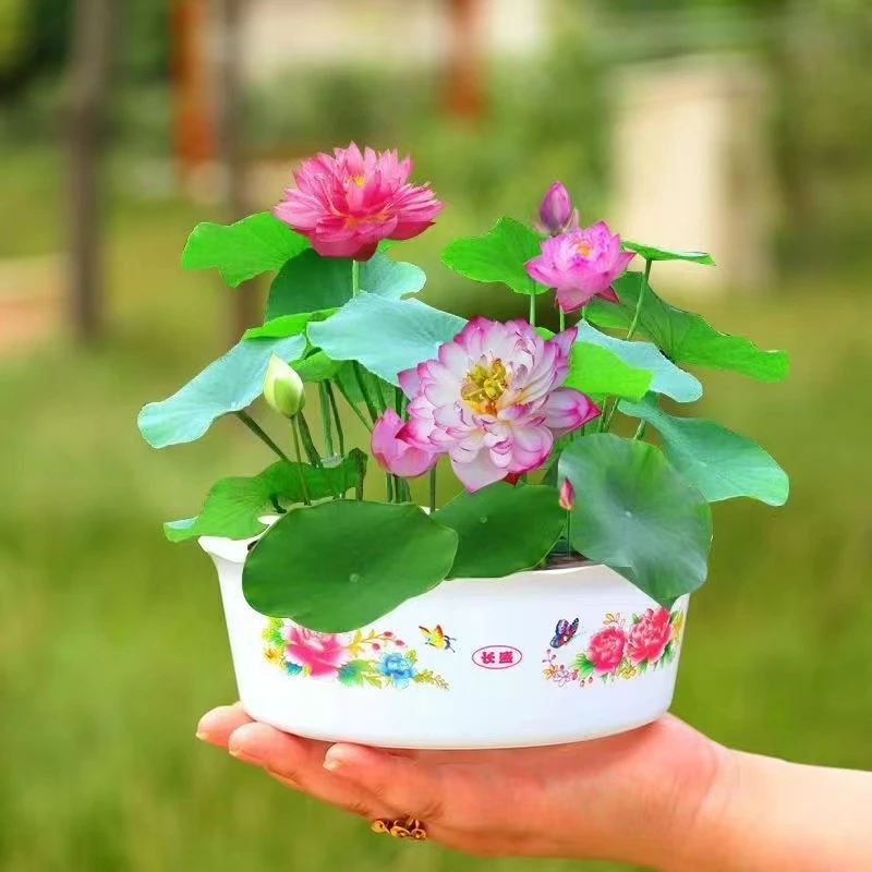 k1【水培碗莲种子】荷花碗莲庭院阳台盆栽花卉种子水培植物莲花籽