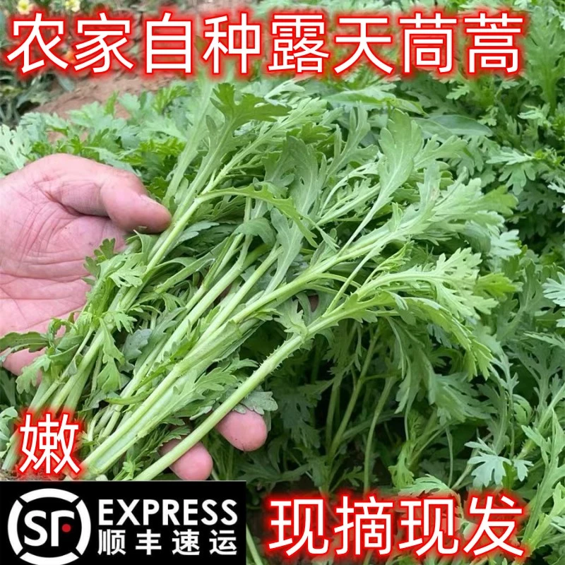 【顺丰包邮】农家自种露天茼蒿现摘现发嫩茼蒿时令蔬菜