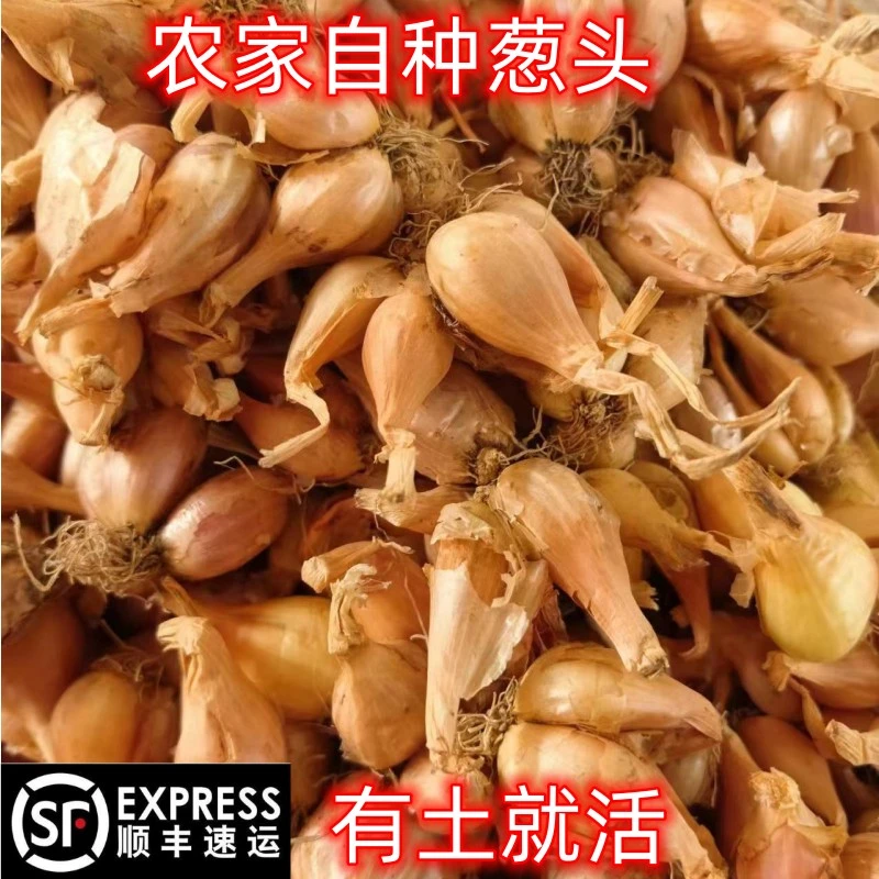 楚楚农家葱头新鲜干葱头香葱头可种植阳台种植