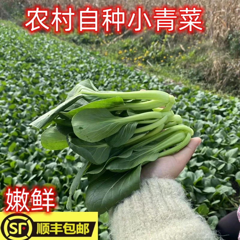 【顺丰包邮】楚楚自种农家霜冻小青菜嫩新鲜现摘现发青菜苏州青