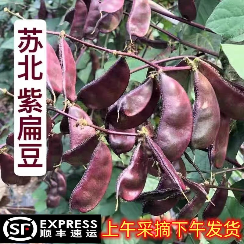 顺丰包邮苏北农家露天紫扁豆时令新鲜蔬菜南汇红扁豆扁豆角