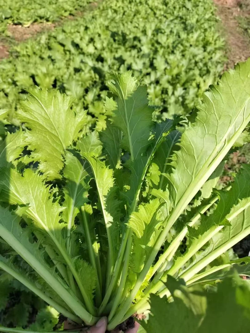【顺丰包邮】农家露天雪菜腌制凉拌雪菜雪里蕻现摘现发