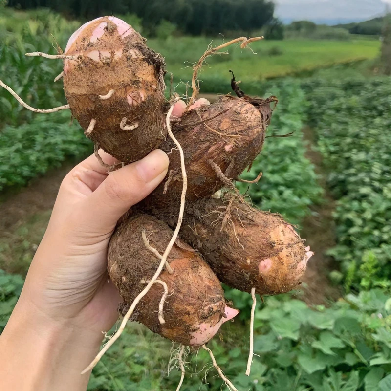 【顺丰包邮】农家正宗红芽芋头小奶芋头会拉丝的芋头现摘现发毛芋头