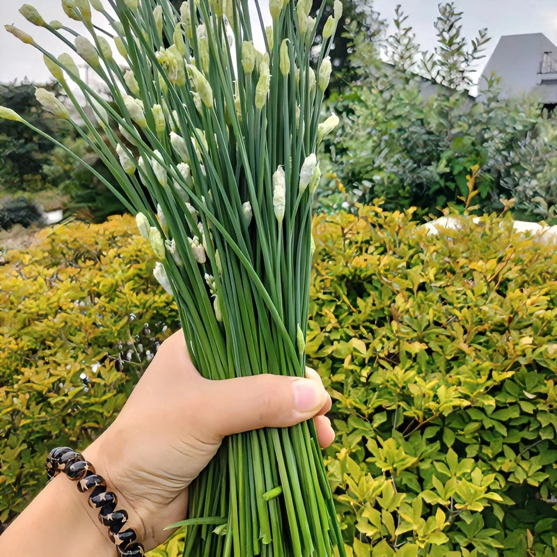 【顺丰包邮】原生态露天韭菜苔现摘现发农村自种韭菜苔