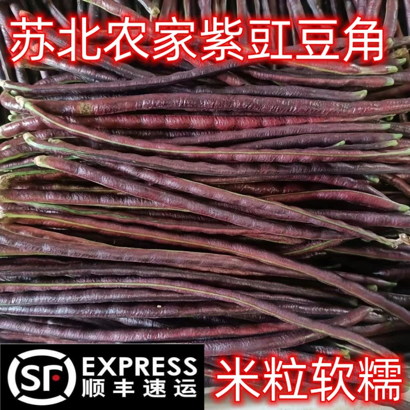 【顺丰包邮】苏北农家现摘紫豆角颗粒饱满软糯粉嫩5斤包邮