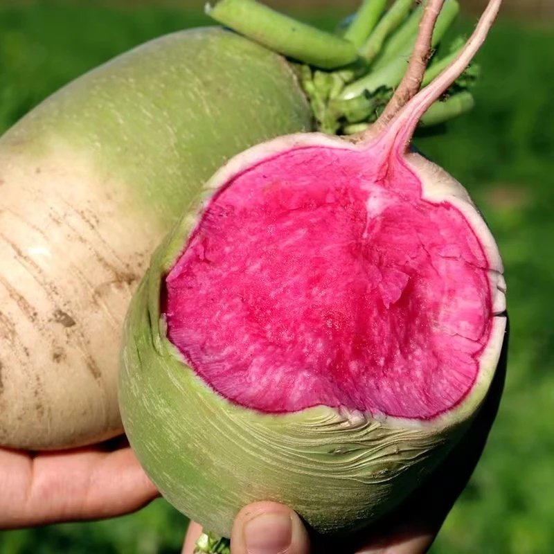 【顺丰包邮】农家自种心里美萝卜满堂红绿皮红心脆甜现挖水果萝卜