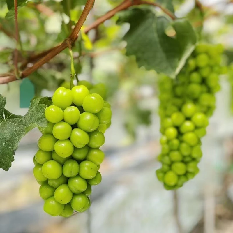 【顺丰包邮】正宗晴王阳光玫瑰纯甜小孩孕妇新鲜水果葡萄现摘现发