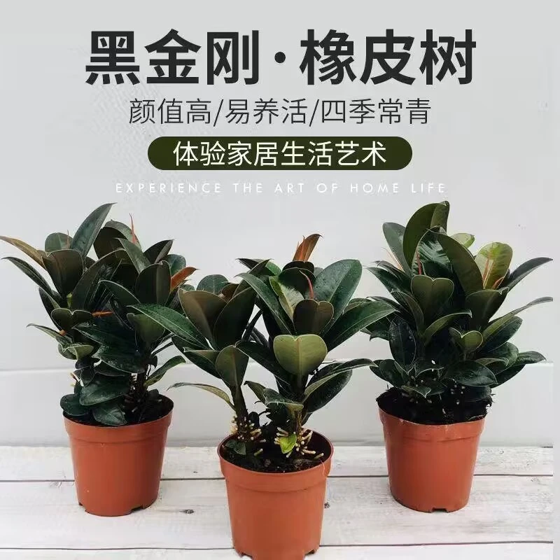 橡皮树黑金刚盆栽四季常青好养盆景花卉绿植家庭办公室进化空气