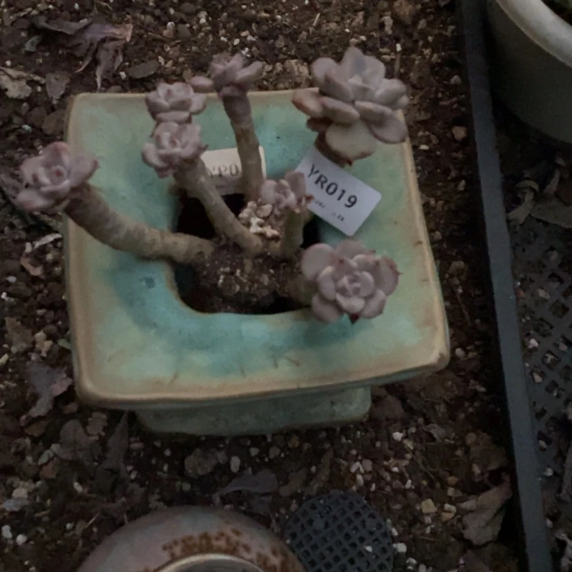 【闪购商品】陶瓷罐小****YR019已配