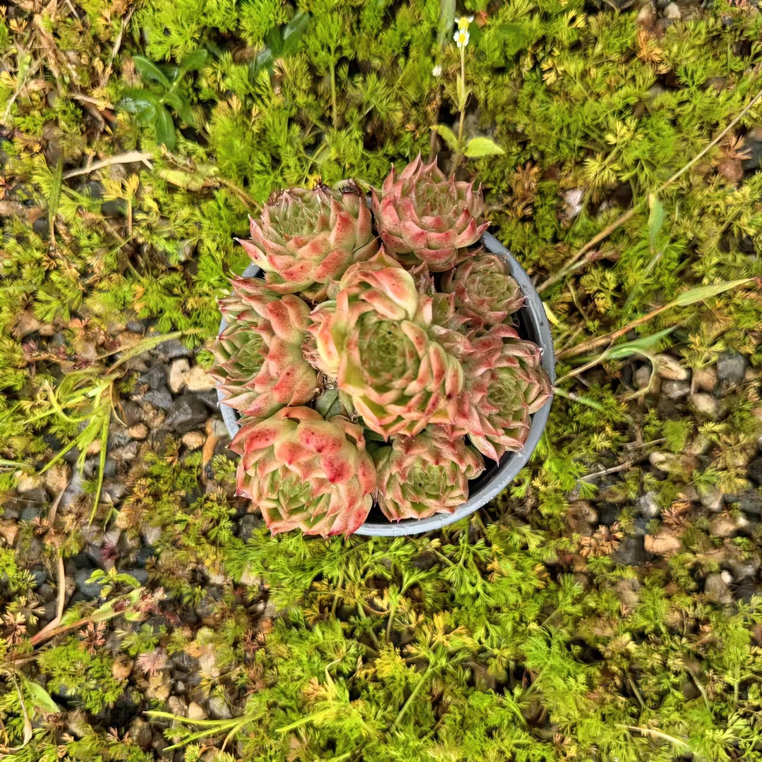 宁姑娘白桃气泡麦秆#发货进口种植售后地区拍下包赔