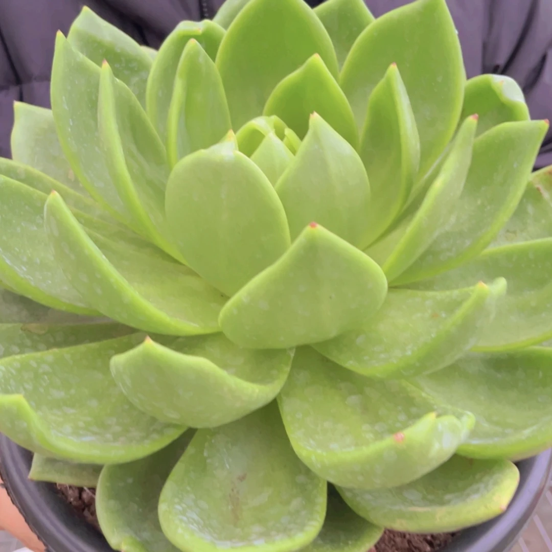 【闪购商品】25公分以上翠花