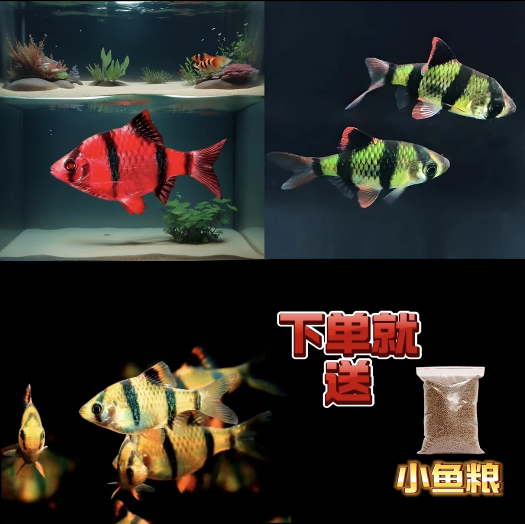 宝石红虎皮3条+翡翠绿虎皮3条+四间虎皮6条+赠鱼粮活物活体养殖