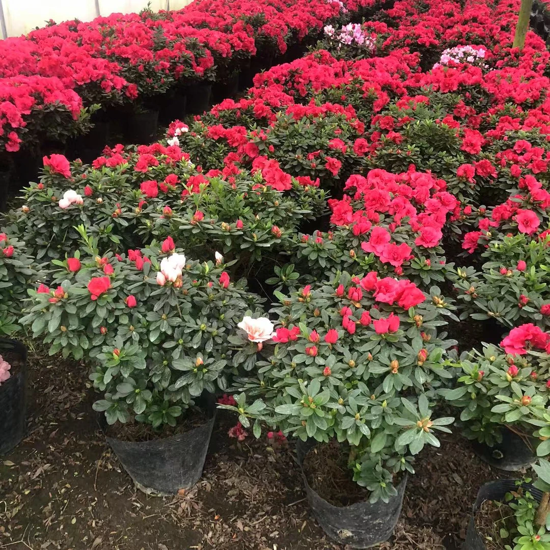 【惠昕缘艺】比利时杜鹃阳台庭院室内外可种植养护