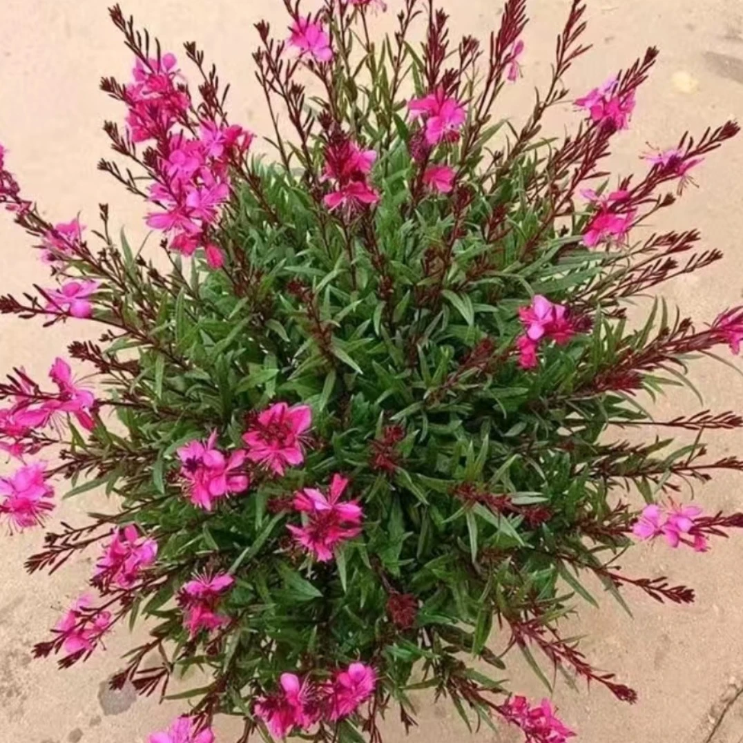 【惠昕缘艺】千鸟花阳台庭院室内外可种植