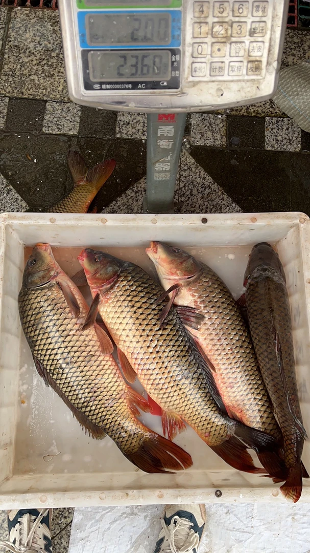 乌苏里江野生鲤鱼