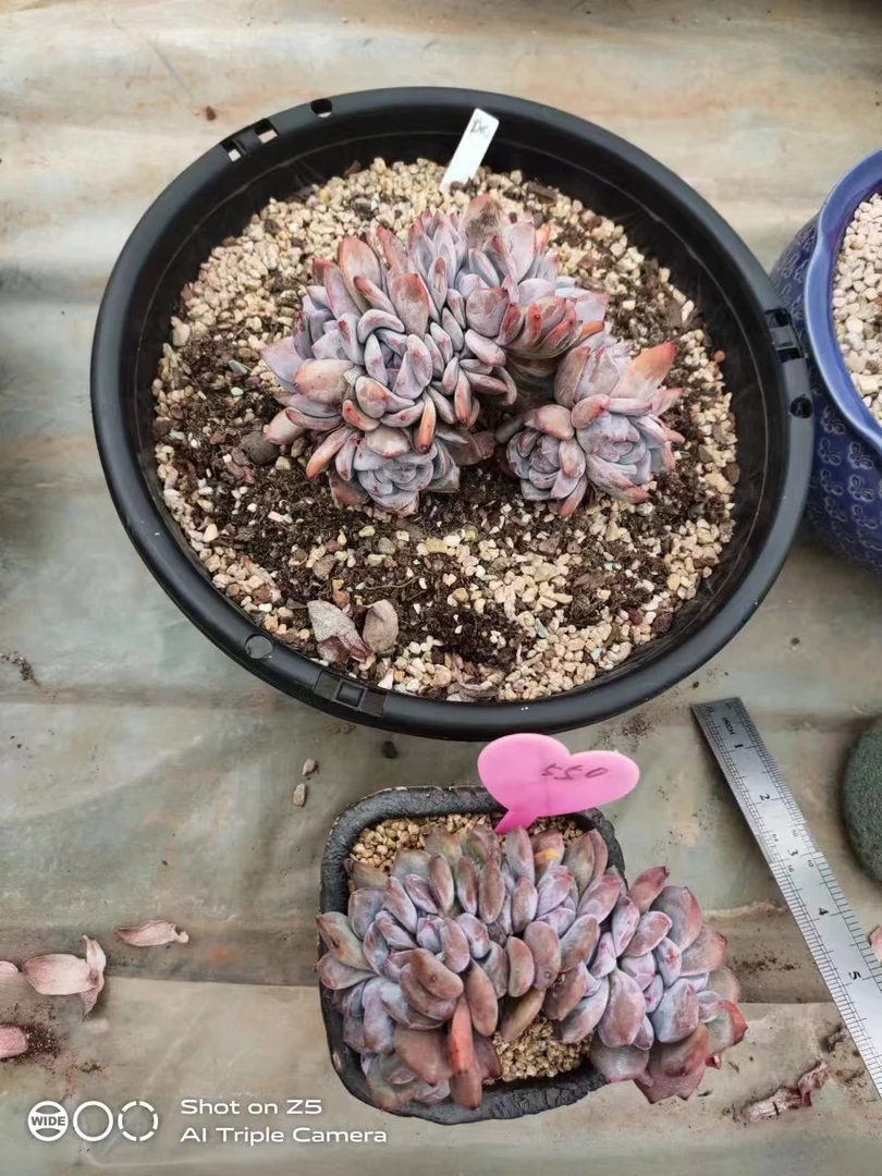 多肉植物星影缀化       海阔天空