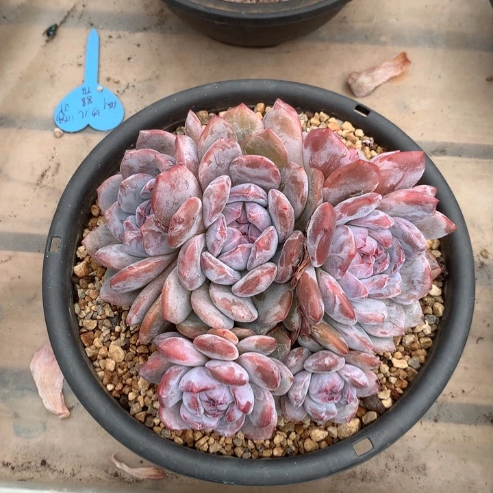 双子羽花花花花花花花