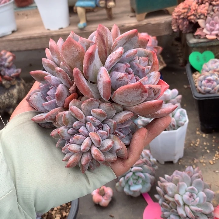 暖茶相伴花花花花花花花花