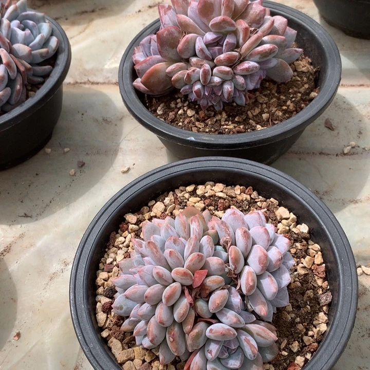 层层花花花花花花花花