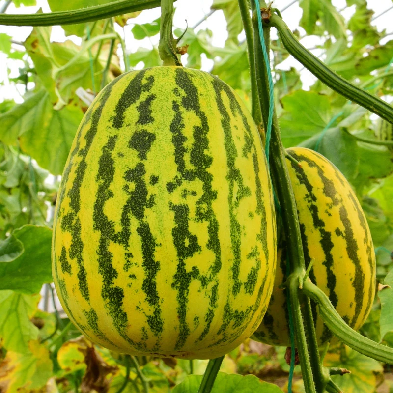 【新疆包邮】八里香甜瓜种子早熟菜瓜种籽香味浓特甜蜜瓜家庭种植