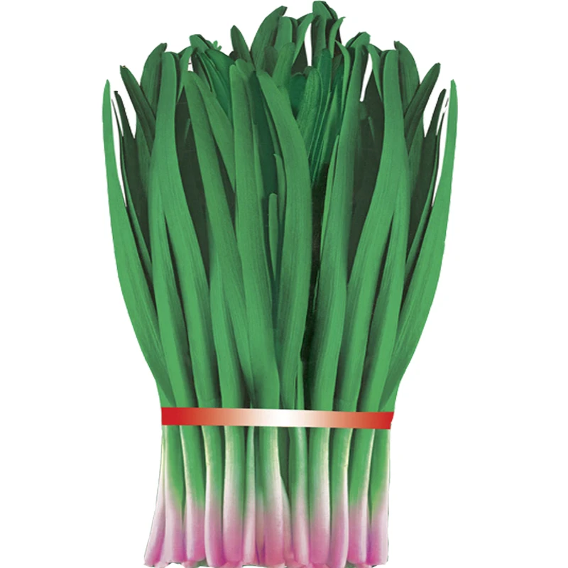 韭菜种子浓香大叶四季蔬菜春秋播抗旱耐寒盆栽阳台园艺种籽抗寒特