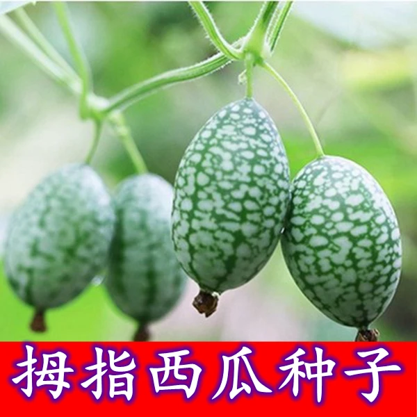 拇指西瓜种子高产迷你小西瓜薄皮手指母指母子西瓜种阳台盆栽瓜果