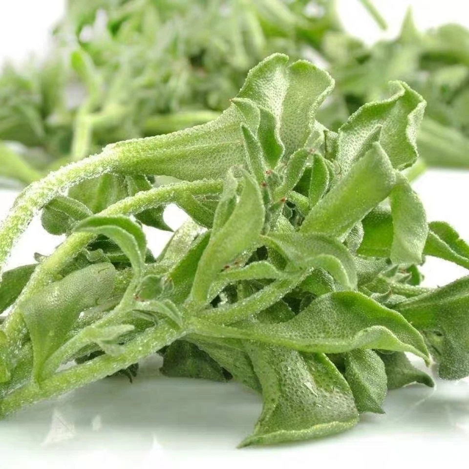水晶冰菜种子大叶冰草沙拉青叶蔬菜种籽庭院阳台盆栽青菜春秋播