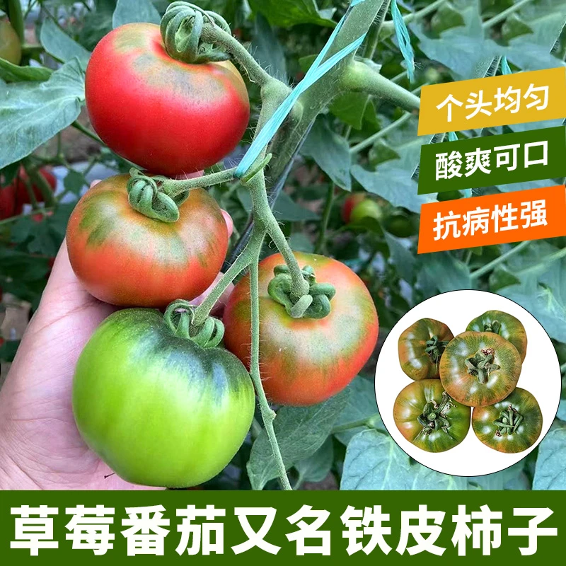 水果品质种子孑生长柿子丹东铁皮绿腚大西红柿籽盆栽四季蔬菜种籽