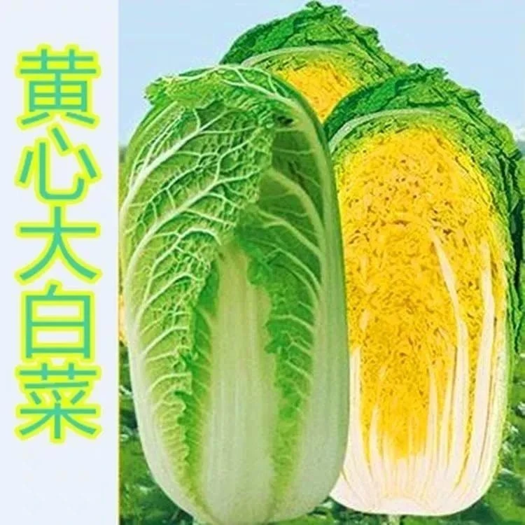 大白菜种子白菜籽蔬菜白菜种孑冬季四季秋大白菜种籽四季秋季简单