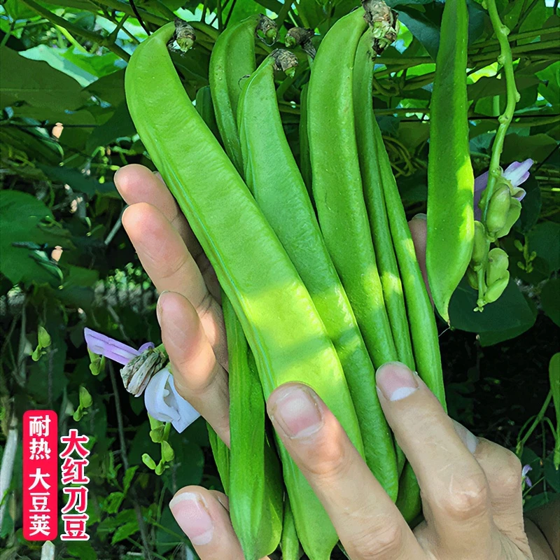 大红刀豆种子孑春季夏季秋季耐热四季蔬菜挟剑豆特长大刀豆角种籽