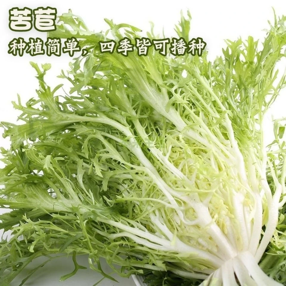苦苣种子大全农家苦菊菜籽种蔬菜种孑苦苣菜种籽春秋冬季四季菜籽